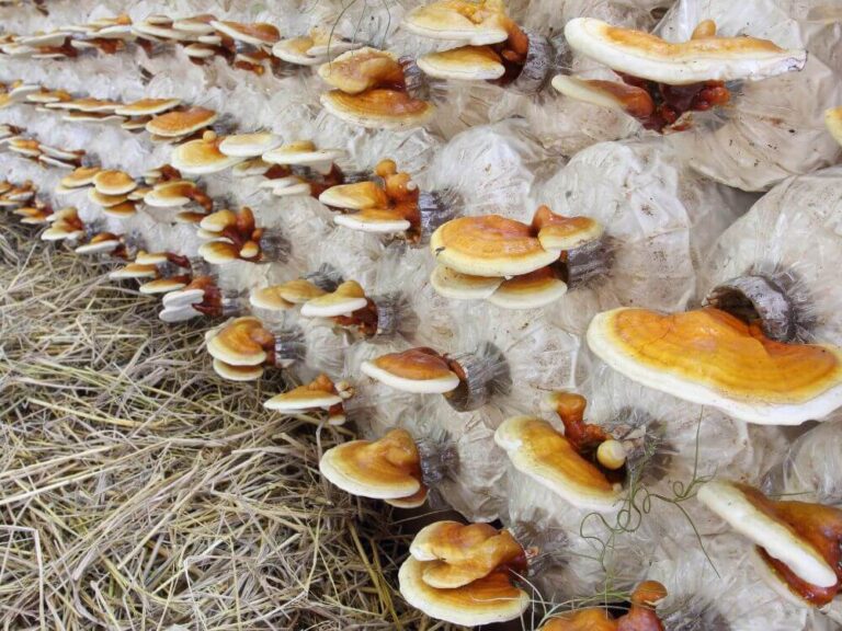Ganoderma hatása – A természetes immunerősítő, amit kávéval is fogyaszthatsz