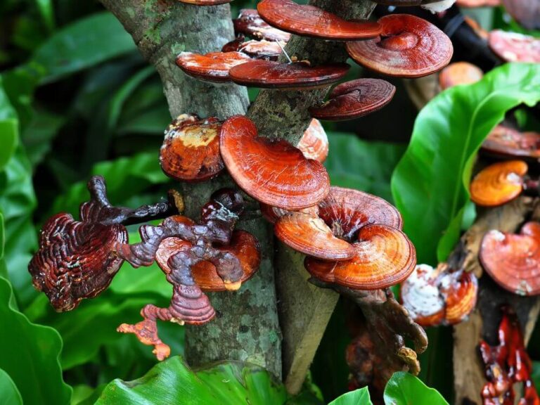 Ganoderma összetevői, hatóanyagai
